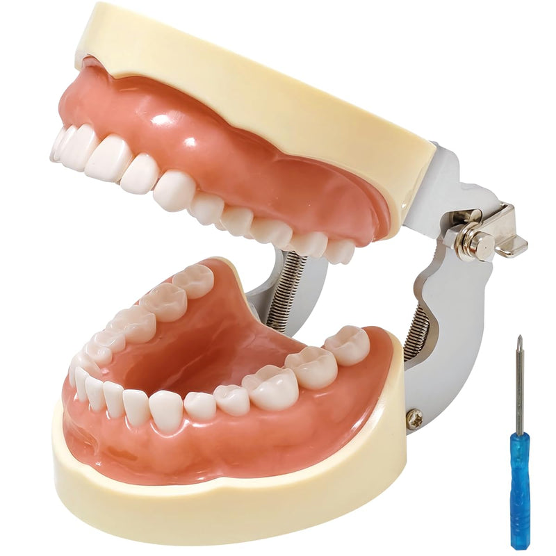 Dental Typodont Model with a Small Screwdriver, Dental Teeth Model with 32 Detachable Teeth for Dental Hygiene Students, Suitable for Teaching, Practice and Study