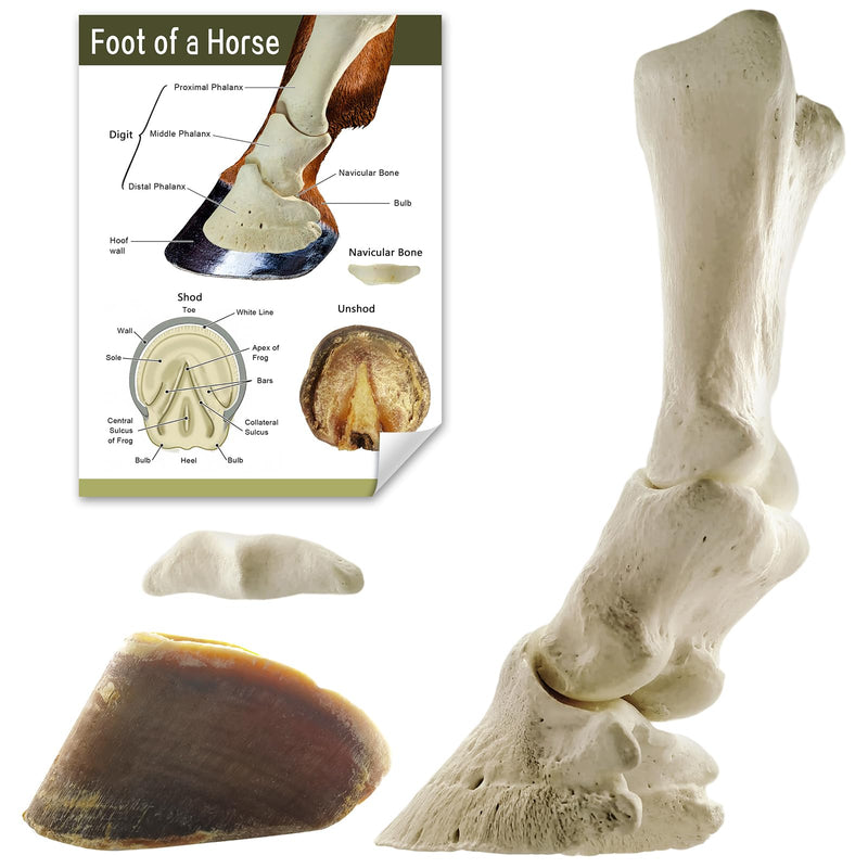 MediTrain Horse Foot Anatomy Model，Realistic Veterinary Teaching Aid for Veterinary Colleges and Student Training