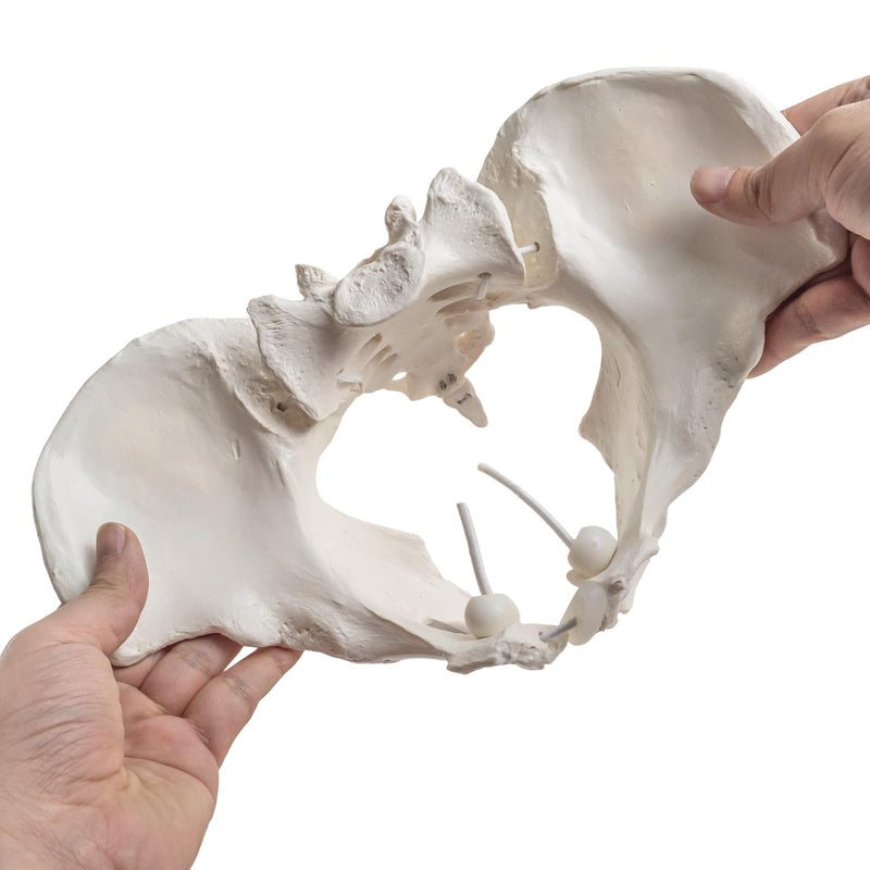 Life-Size Female Pelvis Skeleton Model with Elastic Cords - Anatomically Accurate Medical Anatomy Teaching Tool