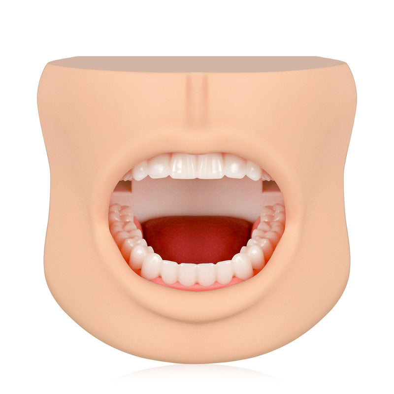 Teeth Model with Cheek Structure, Dental Typodont Teeth Model for Dental Care Demonstration, Tooth Model for Dental Education and Teaching