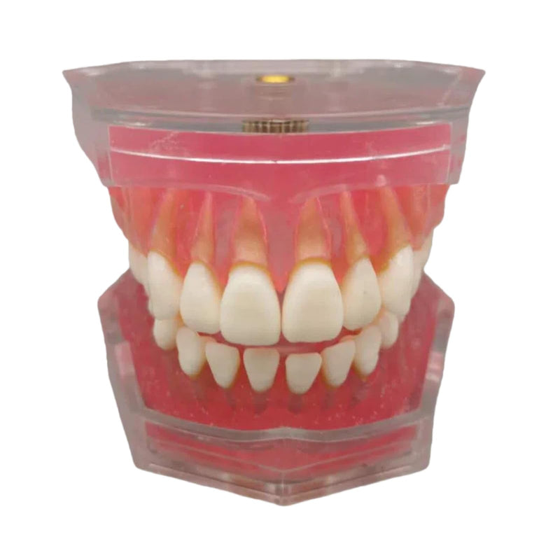 Dental Teeth Model-Dental Hygiene Student Must Haves,Teeth Practice,Typodont Teeth Model,Dental Assistant Must Haves.（Standard） standard