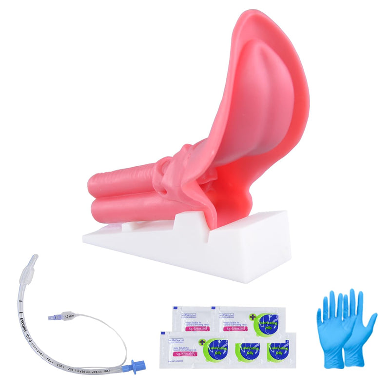 Silicone Endotracheal Intubation Human Model, Intubation Manikin Simulator with endotracheal Tube, Intubation Model for Science Education/Practice/Study