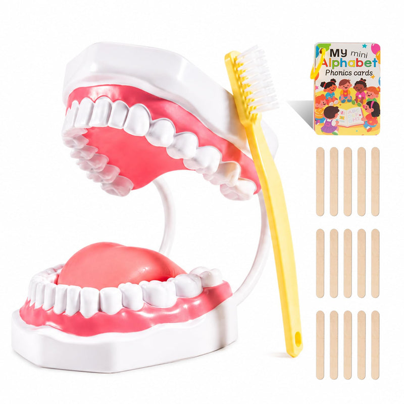 6X Teeth Mouth Model Set with White Hinge, Includes Tongue Depressor, Toothbrush and Letter Cards, 6X Enlarged Oral Cavity Model for Children's Brushing Training and Dental Hygiene Teaching