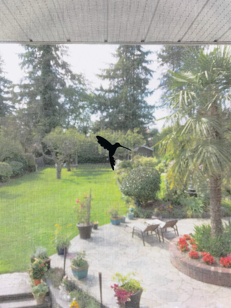 Retractable Screen Door Decals - 5 per Package - Keep Children Safe - Alert Birds, Dogs, Kids - Warn, Protect, Window Safety - Hummingbirds (Black) Black