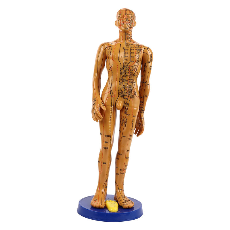 Acupuncture Model Of The Human Body Female Male Copper Color Meridians Acupuncture Point Model For Chinese Medicine Teaching Acupuncture Massage Lettering Craft (Male Model) - NewNest Australia