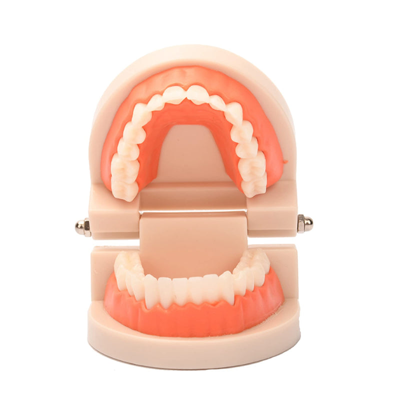 Fgxy Standard Dental Model, Standard Tooth Model Children'S Demonstration Model For Hospital Dentists, Dental Model, Standard Dental Guideline, Teeth Model Standard - NewNest Australia