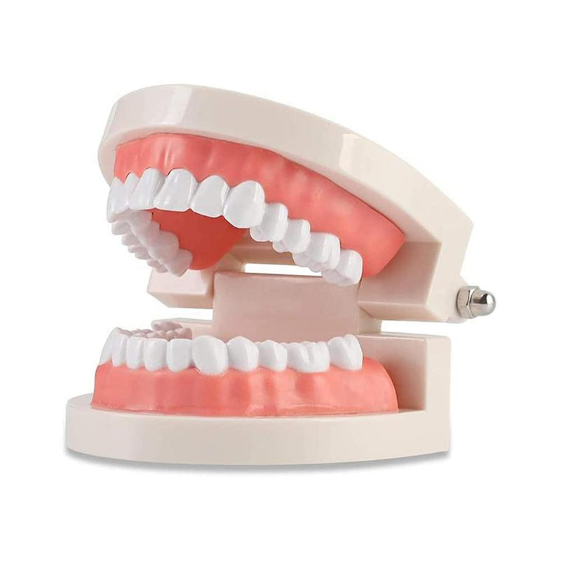 WANGCL Tooth Demonstration Model Tooth Model Tooth Model Anatomical Tooth Model for Dental Teaching or Oral Care - NewNest Australia