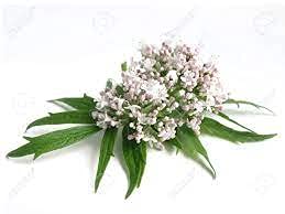 Premium Valerian Root Powder | 16oz 1lb Pound | The Bloomin Herb Shoppe | Valeriana Officinalis Fresh Clean herb Aromatic - NewNest Australia