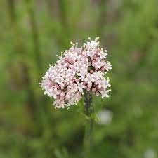Organic Premium Valerian Root Cut and Sifted | 2oz | The Bloomin Herb Shoppe | Valeriana wallichii | Fresh Potent Calm Sleep - NewNest Australia