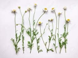 Wildcrafted German Chamomile Flowers Dried Powder | 4oz | Matricaria chamomilia USA | Tea Fine Powder Aromatic Potent | The Bloomin Herb Shoppe White Label Herbs | - NewNest Australia