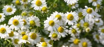 Wildcrafted German Chamomile Flowers Dried Powder | 4oz | Matricaria chamomilia USA | Tea Fine Powder Aromatic Potent | The Bloomin Herb Shoppe White Label Herbs | - NewNest Australia