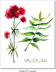Premium Valerian Root Powder | 16oz 1lb Pound | The Bloomin Herb Shoppe | Valeriana Officinalis Fresh Clean herb Aromatic - NewNest Australia