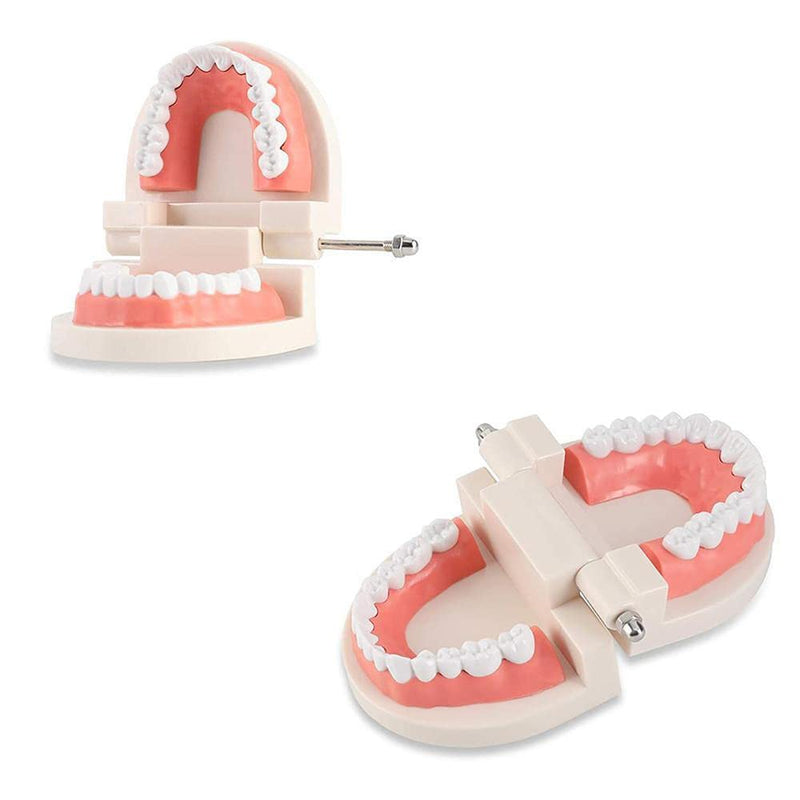 WANGCL Tooth Demonstration Model Tooth Model Tooth Model Anatomical Tooth Model for Dental Teaching or Oral Care - NewNest Australia