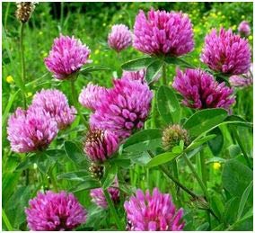 Meno Balance RED CLOVER ISOFLAVONE - Menopause & Menopause - CYCLE & HARMONY for WOMEN - 360 capsules - pure NATURE - NO EXTRACT - WITHOUT ADDITIVES. 26705-360 - NewNest Australia