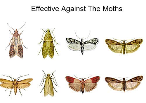 NewNest Australia - Clothes Moth Traps (6 Count) Moth Repellent with Pheromones Lure| Sticky Glue Traps for Bugs, Moth Killer for Carpet, Wool Clothes| Moth Traps Closet Clothing Eco-Friendly, Kid and Pet Safe. 