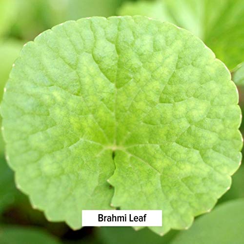 Banyan Botanicals Brahmi/Gotu Kola Tablets - USDA Organic - 90 Tablets - Centella asiatica - Brain & Nervous System Rejuvenative* - NewNest Australia