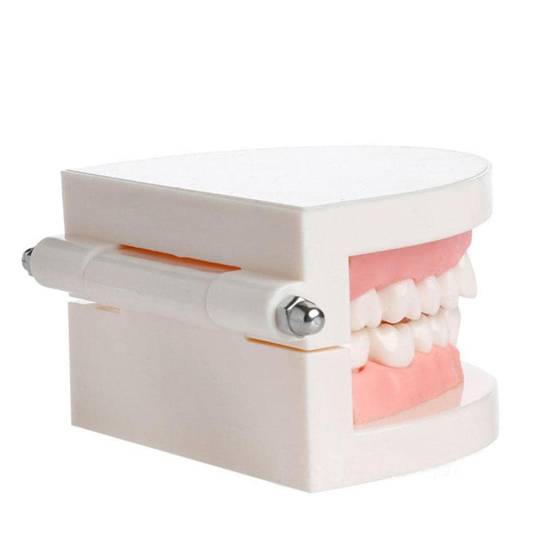 WANGCL Tooth Demonstration Model Tooth Model Tooth Model Anatomical Tooth Model for Dental Teaching or Oral Care - NewNest Australia
