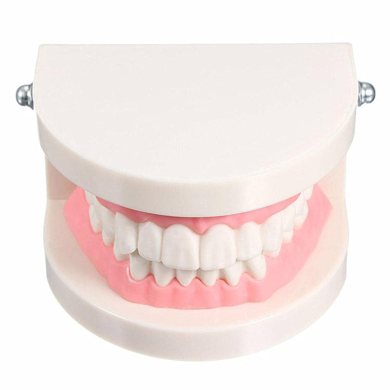 WANGCL Tooth Demonstration Model Tooth Model Tooth Model Anatomical Tooth Model for Dental Teaching or Oral Care - NewNest Australia