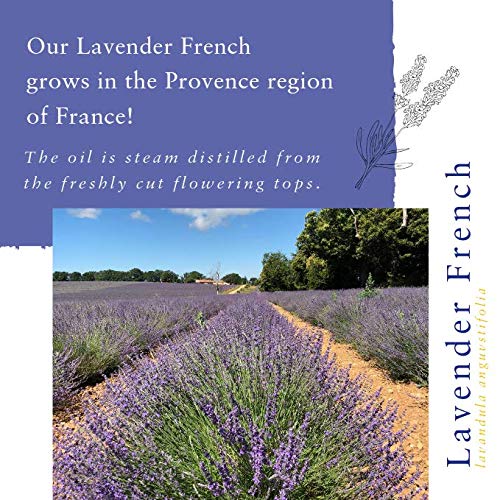 Absolute Aromas Lavender Aroma-Roll Roller Ball - Contains 100% Pure, Natural, Organic Lavender Essential Oil - A Light Calming essential oil blend to Soothe and Balance (Lavender) - NewNest Australia