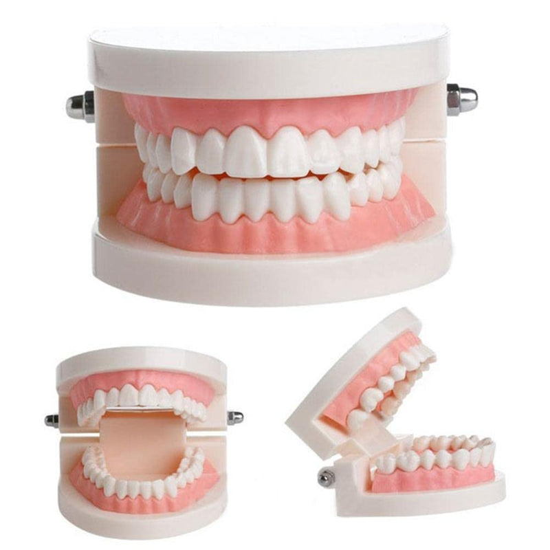 WANGCL Tooth Demonstration Model Tooth Model Tooth Model Anatomical Tooth Model for Dental Teaching or Oral Care - NewNest Australia