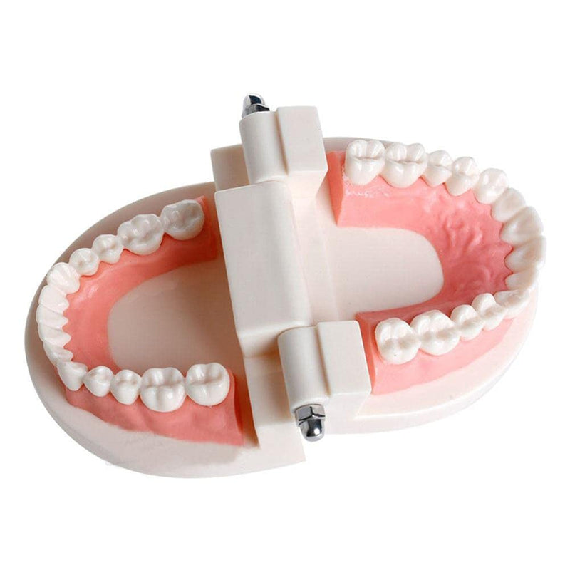 WANGCL Tooth Demonstration Model Tooth Model Tooth Model Anatomical Tooth Model for Dental Teaching or Oral Care - NewNest Australia