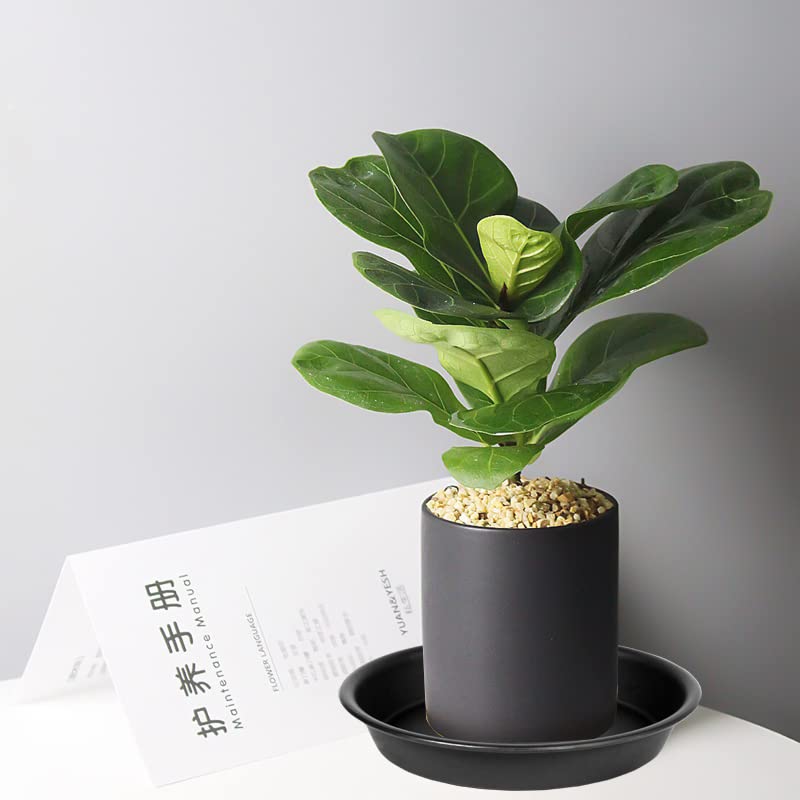 Bleuhome 6 Pack of 4 inch Plant Saucer, Heavy Duty Plastic Plant Drip Trays 4" Round, Plant Dishes Saucer, Flower Plant Trays for Indoors, Plate for Planter 2"/3"/4" (Black) 4inch Black - NewNest Australia