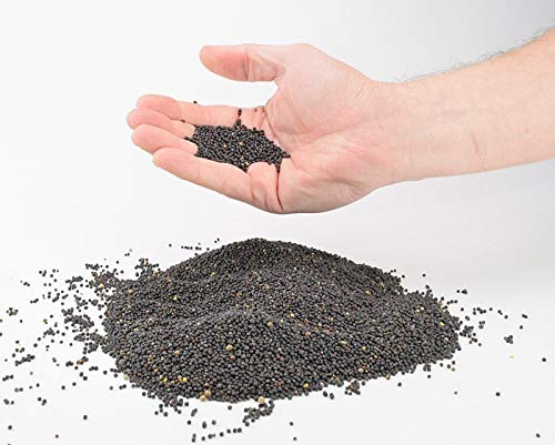 Rapeseed from ATC in various quantities and in a handy bucket - ideal for heat cushions, grain cushions or even therapy - cleaned rapeseed, therapy rapeseed, rapeseed, 3 kg 3 kg (pack of 1) - NewNest Australia