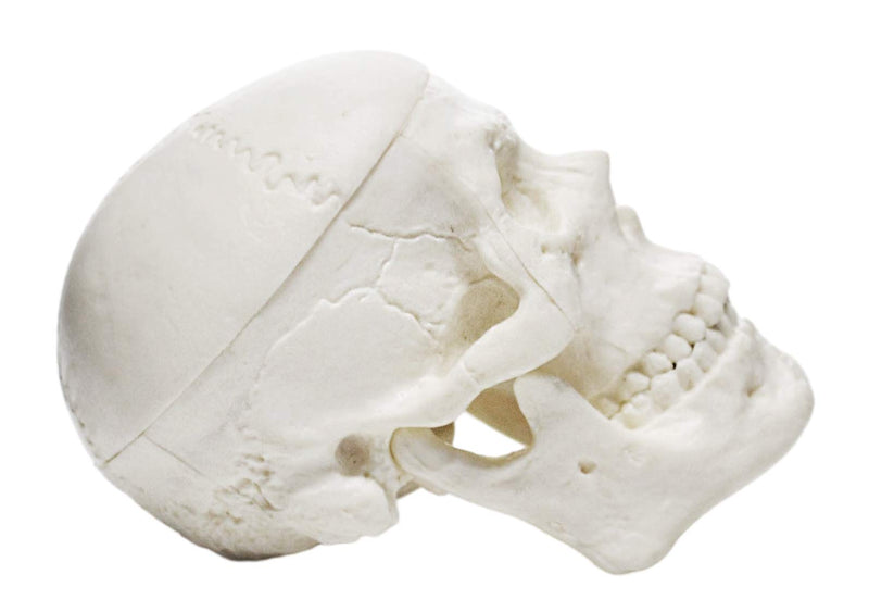 Miniature Human Adult Skull Model, 3 Part - Medical Quality Anatomical Replica - 2.5" Height - Removable Skull Cap, Shows Most Major Foramen, Fossa, and Canals - Articulated Mandible - Eisco Labs - NewNest Australia