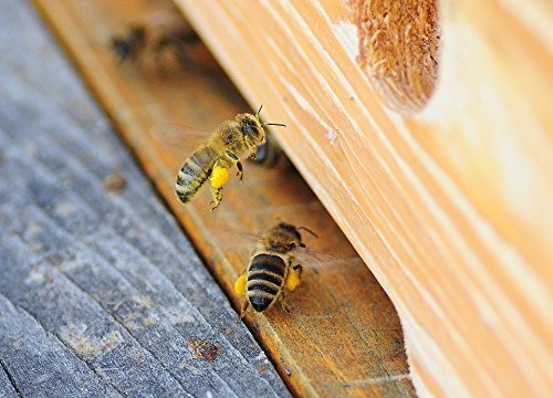 Bee pollen/bee pollen in premium beekeeping quality, from ImkerPur, 500 g, completely residue-free, sweet and mild, (conventional, 500 g) 500 g (pack of 1) - NewNest Australia