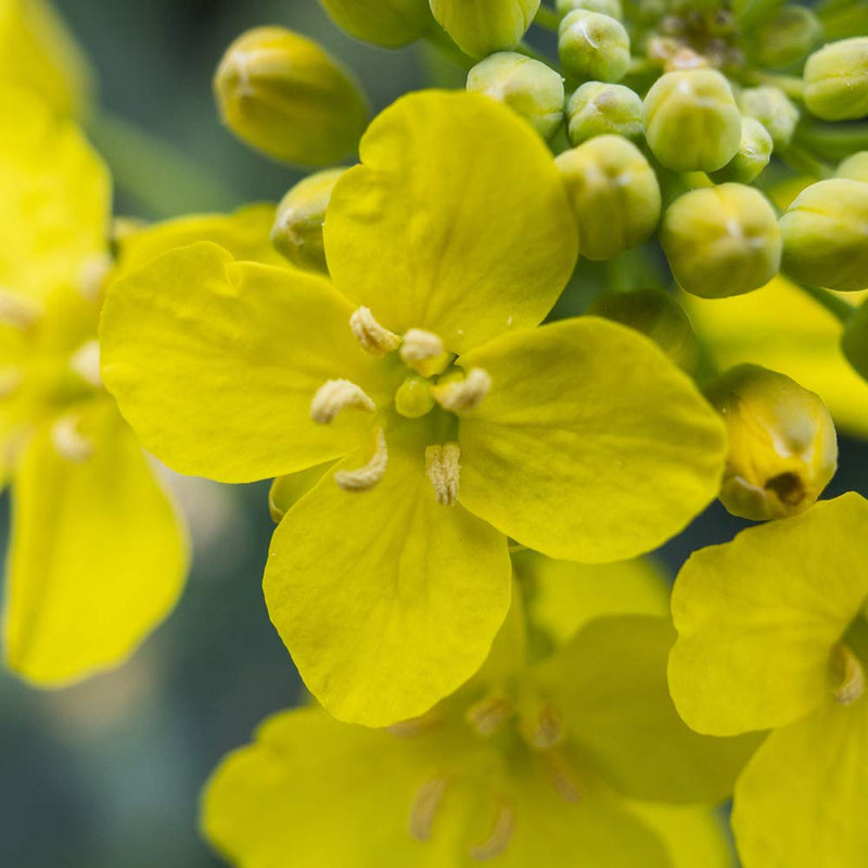 Rapeseed Cleaned 10 kg Rapeseed Therapy Rapeseed for Rapeseed Cushion Heat Cushion Cold Cushion Seeds Loose Rheumatism Microwave Wellness Rapeseed Bath Petigi - NewNest Australia