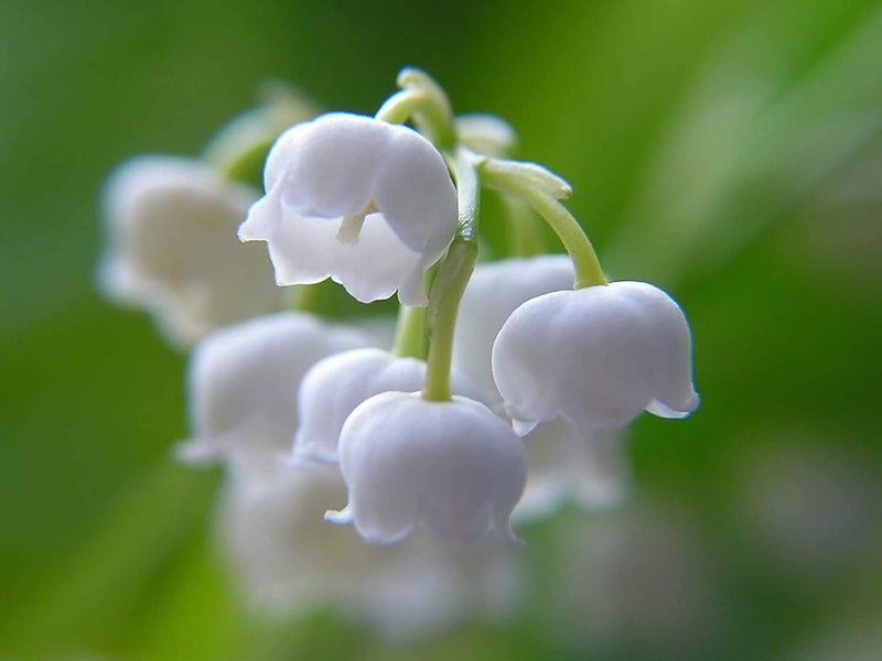 Institut Karite Paris So Wonderful Lily of the Valley Shea Hand Cream 30 ml Tube Only - NewNest Australia