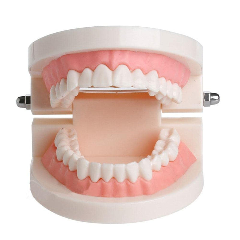 WANGCL Tooth Demonstration Model Tooth Model Tooth Model Anatomical Tooth Model for Dental Teaching or Oral Care - NewNest Australia