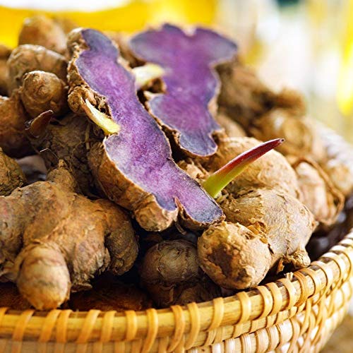 Addictive Wellness Thai Black Ginger Freeze Dried Powder 50g Kaempferia Parviflora Thai Ginseng 1.76 Ounce (Pack of 1) - NewNest Australia