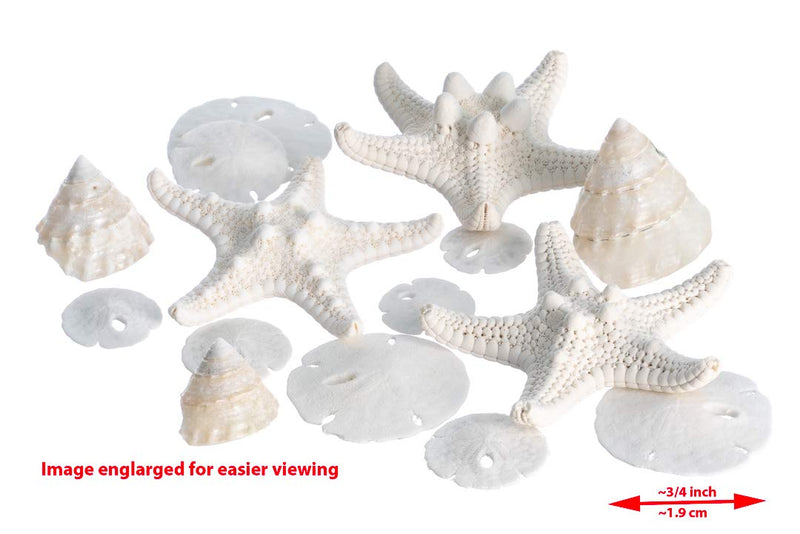 NewNest Australia - Miniature White Wedding Nautical Mix | 12 Pieces | Includes Small White Knobby Starfish, Sand Dollars, Mother of Pearl Turbo Shells All Under 2" Each | Plus Free Nautical Ebook by Joseph Rains 