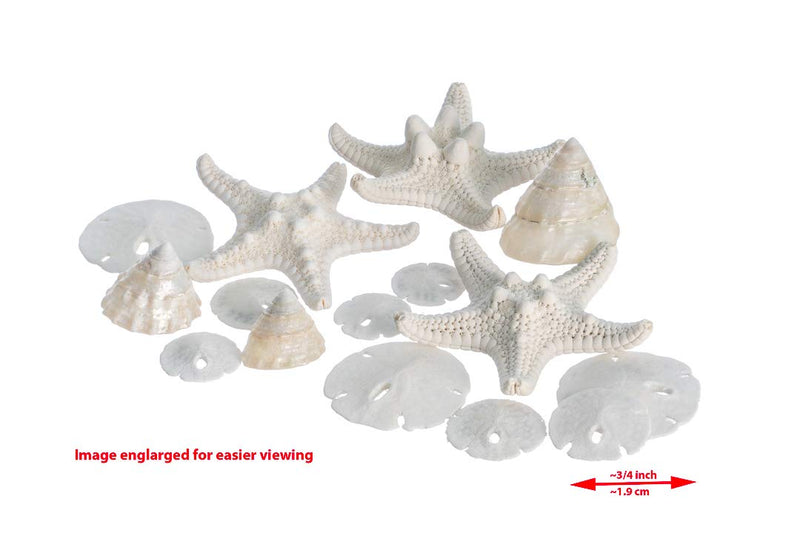 NewNest Australia - Miniature White Wedding Nautical Mix | 12 Pieces | Includes Small White Knobby Starfish, Sand Dollars, Mother of Pearl Turbo Shells All Under 2" Each | Plus Free Nautical Ebook by Joseph Rains 