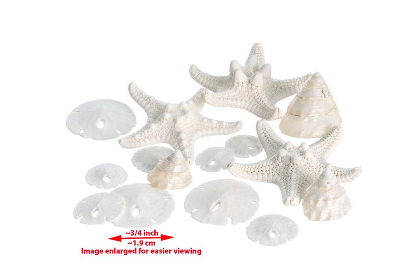 NewNest Australia - Miniature White Wedding Nautical Mix | 12 Pieces | Includes Small White Knobby Starfish, Sand Dollars, Mother of Pearl Turbo Shells All Under 2" Each | Plus Free Nautical Ebook by Joseph Rains 