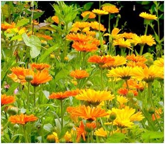 MARIGOLD Lutein & Zeaxanthin EYE Vitamins 360 capsules [eye thanks & eye care] vision VITAL COMPLEX + retina + macular pigments - pure NATURE [WITHOUT ADDITIVES] 26970-360 360 pieces (pack of 1) - NewNest Australia