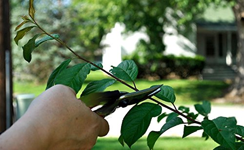 Edward Tools Pruning Snips Set (2) - Floral Scissors and Bypass pruners - Precise pruning flowers, fruit trees, bonsai, grapes - Carbon Steel blades - Safety lock design - NewNest Australia