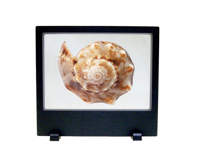 NewNest Australia - National Artcraft Hinged Frame with Flexible Plastic Membrane Displays Fossils, Minerals, Coins, Jewelry, Stamps and Other Objects from Either Side 