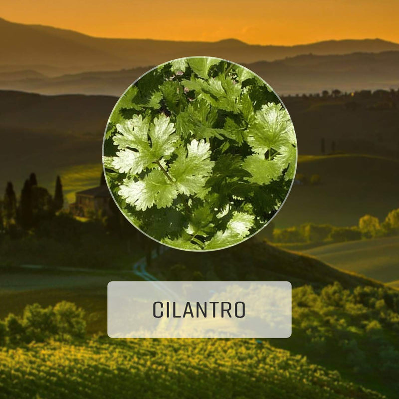 Cilantro 100 Capsules - Organic Herbal Supplement which Supports Heart, Eye & Digestive Health, Focus, Body Cleansing with Vitamins, Minerals, & Antioxidants - May Lessen Oxidative Stress - Vegan - NewNest Australia