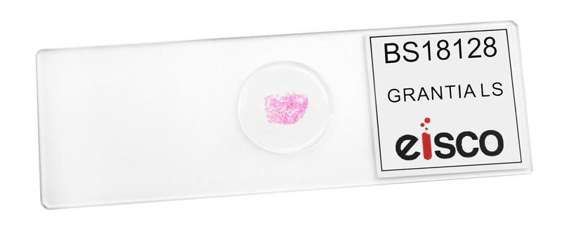 Grantia, Longitudinal Section - Prepared Microscope Slide - 75 x 25mm - Biology & Microscopy - Eisco Labs Single Slide - NewNest Australia