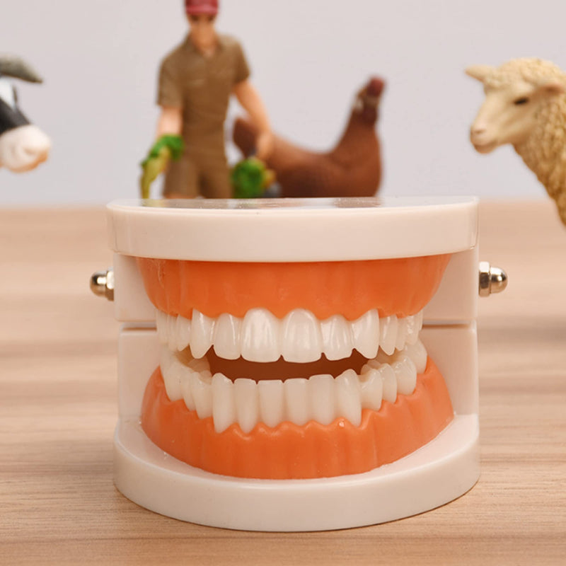 Fgxy Standard Dental Model, Standard Tooth Model Children'S Demonstration Model For Hospital Dentists, Dental Model, Standard Dental Guideline, Teeth Model Standard - NewNest Australia