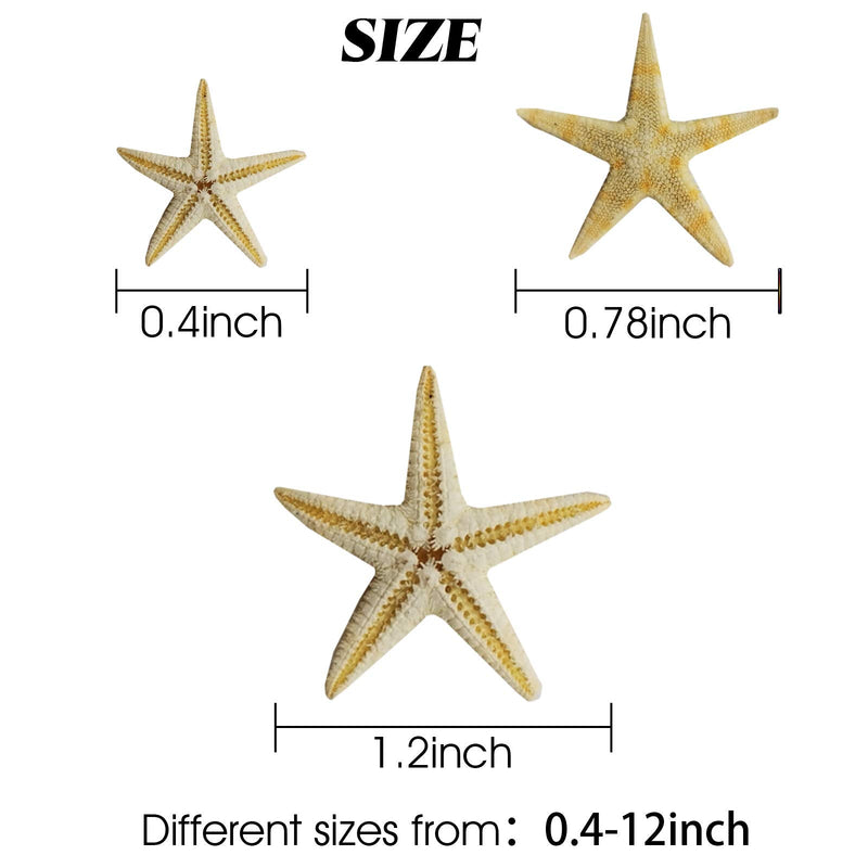 RONYOUNG 90PCS Small Starfish Star Sea Shell Beach Craft 0.4"-1.2" - NewNest Australia
