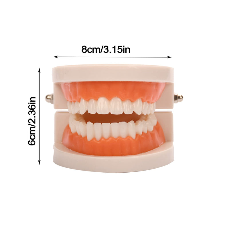 Fgxy Standard Dental Model, Standard Tooth Model Children'S Demonstration Model For Hospital Dentists, Dental Model, Standard Dental Guideline, Teeth Model Standard - NewNest Australia