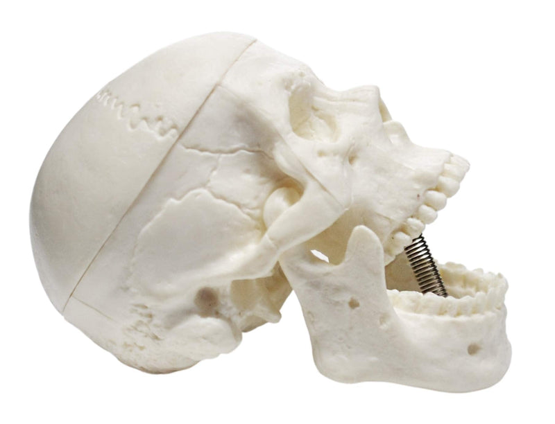 Miniature Human Adult Skull Model, 3 Part - Medical Quality Anatomical Replica - 2.5" Height - Removable Skull Cap, Shows Most Major Foramen, Fossa, and Canals - Articulated Mandible - Eisco Labs - NewNest Australia