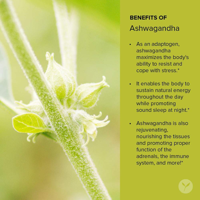 Banyan Botanicals Organic Ashwagandha Supplement – Withania somnifera – For Adrenal Support, Healthy Immune System, Stress Relief, Strength & More* – 90 Tablets – Non-GMO Sustainably Sourced Vegan FFL - NewNest Australia