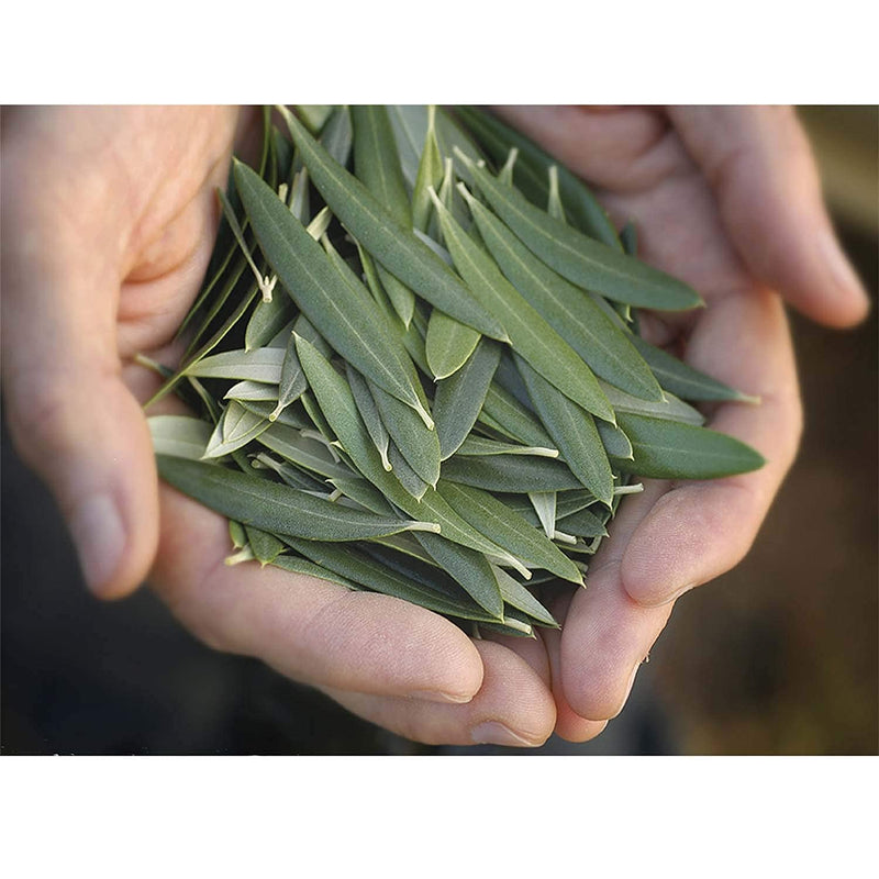 Barlean's Peppermint Olive Leaf Complex with 7,700 ORAC and 95mg Oleuropein - Non-GMO, Sustainably Sourced, Kosher - 16-Ounces - NewNest Australia