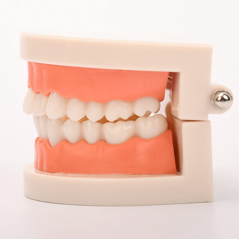 Fgxy Standard Dental Model, Standard Tooth Model Children'S Demonstration Model For Hospital Dentists, Dental Model, Standard Dental Guideline, Teeth Model Standard - NewNest Australia