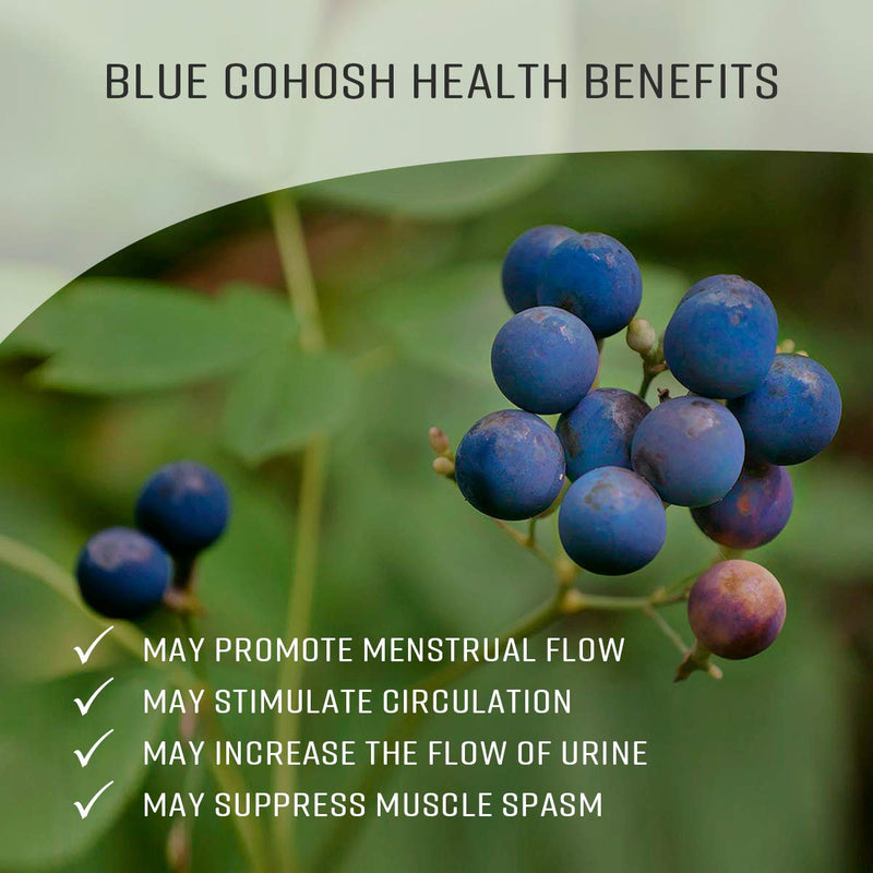 Blue Cohosh Tincture - Non-Alcohol Liquid Herbal Drops with Caulophyllum Thalictroides Root Extract for Uterus Support - Natural Non-GMO Supplement for Menstrual Cramps, Blood Flow - 2oz. - NewNest Australia