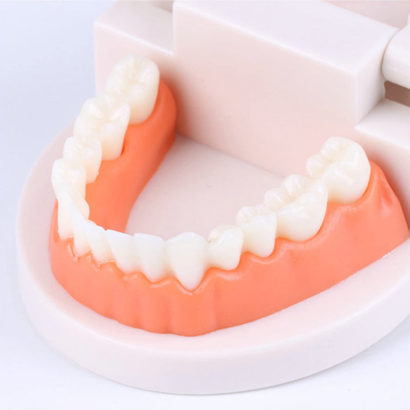 Fgxy Standard Dental Model, Standard Tooth Model Children'S Demonstration Model For Hospital Dentists, Dental Model, Standard Dental Guideline, Teeth Model Standard - NewNest Australia